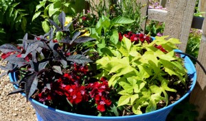 Small Space Growing: Beautiful Edible Containers