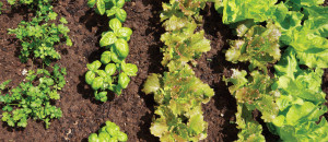 Heralding Spring: Plant Your Peas!