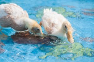 130616-Indian_Runner_Ducklings-8825