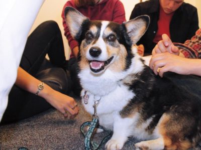 Whatcom Therapy Dogs
