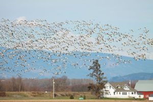 White Snow Geese Enthrall, but Have a Dark Side