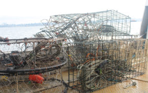 Restoring Marine Habitat, One Crab Pot at a Time