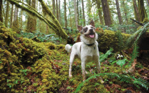 Walking With the Nooksack River