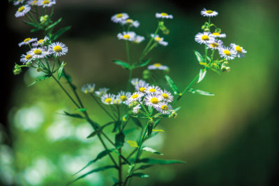 Plants Offer Options For Backyard Medicine Cabinet