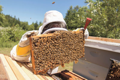 From Hives to Honey With Marie’s Bees