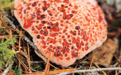 Meet the Mushrooms: Fungus 101 with Evan Holmstrom