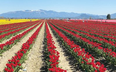 By the Numbers: Skagit Valley Tulip Festival