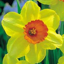 BGC-Daffodil