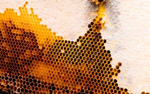 Backyard Beekeeping | Northwest Apiary Services