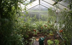 Food Insecurity and the Search for a Brighter Future | GeoGardenClub