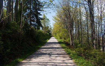 The Outdoors for All: Accessible Hikes for Summer!