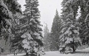 Light, Warmth, and Joy in Winter’s Night | Winter Celebrations